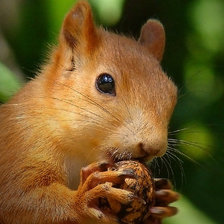 Схема вышивки «белка»