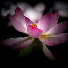 Схема вышивки «нимфея»