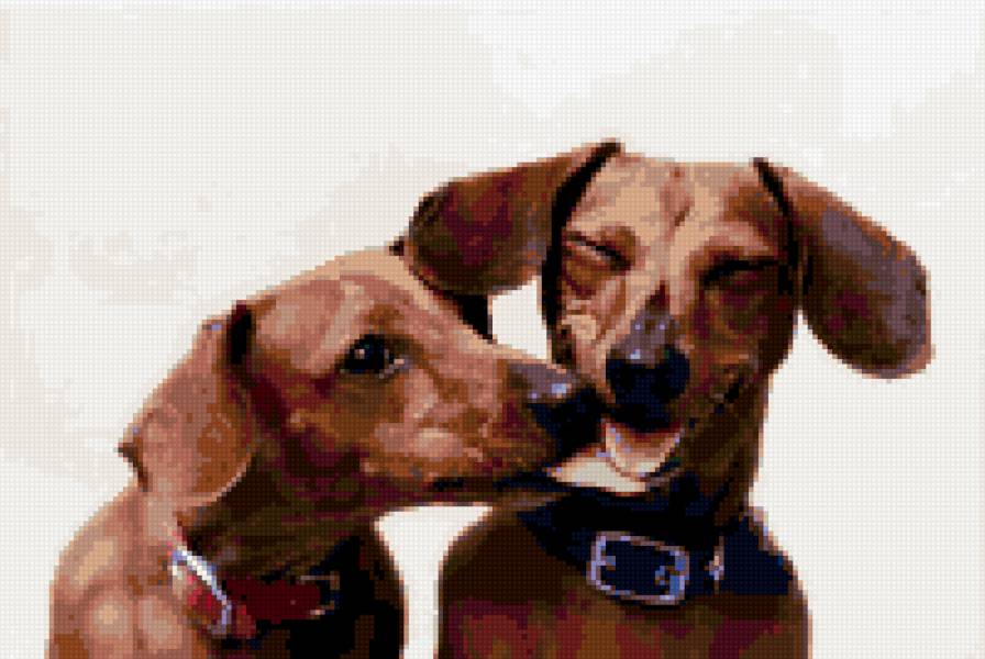 парочка - животный мир - предпросмотр