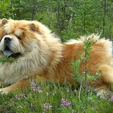 Схема вышивки «Чау-чау в траве»