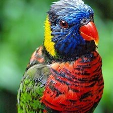 Схема вышивки «Птица»