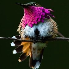 Схема вышивки «Птица»