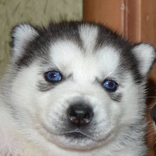 Схема вышивки «алекс»