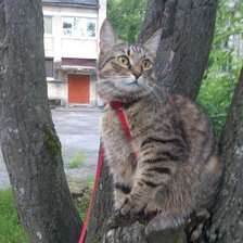 Схема вышивки «на прогулке»