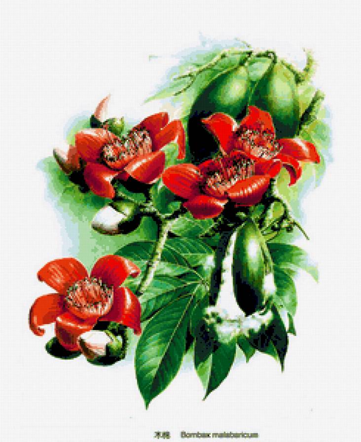 Хлопковое дерево - цветы, растения, природа - предпросмотр