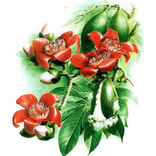 Хлопковое дерево