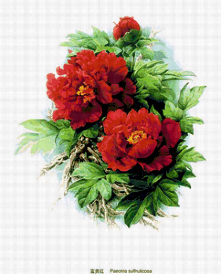 Древовидный пион. - природа, цветы, растения - предпросмотр