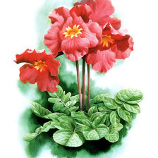 Схема вышивки «Инкарвиллея плотная»