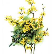 Схема вышивки «Форзиция»