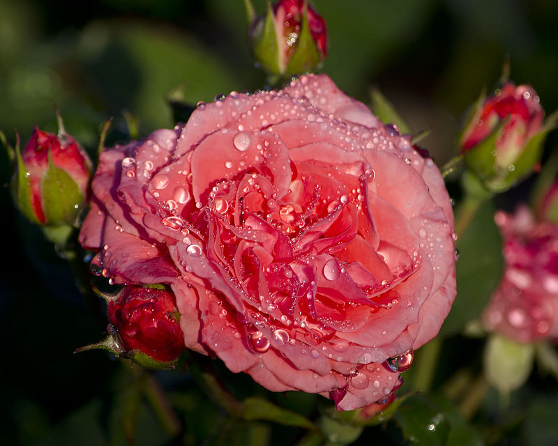 РОЗА - розовая роза, капли воды, цветы - оригинал