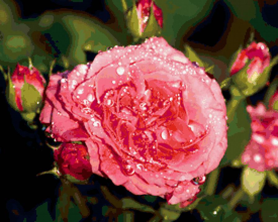 РОЗА - цветы, розовая роза, капли воды - предпросмотр