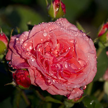 Схема вышивки «РОЗА»