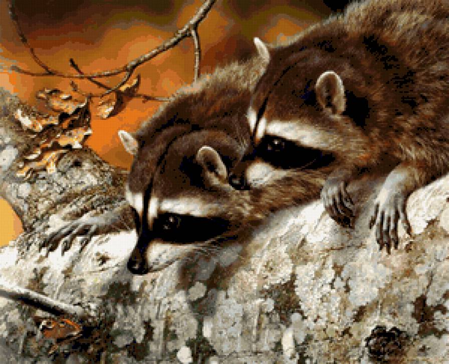 Лесные разбойники. - дивотные, природа, еноты. - предпросмотр