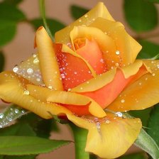 Схема вышивки «РОЗА»