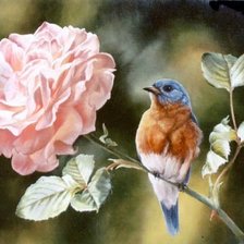 Схема вышивки «РОЗА»