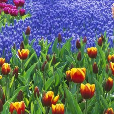 Схема вышивки «поле тюльпанов»
