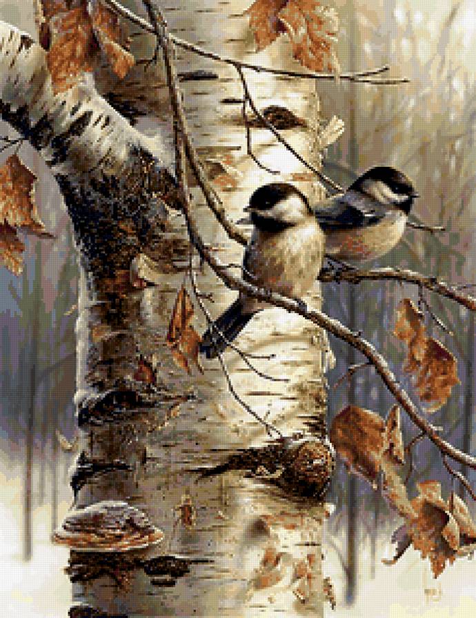 Синички - зима, береза, красиво, птички - предпросмотр