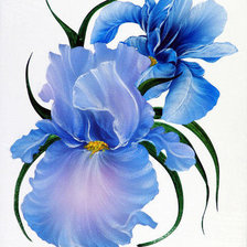 Схема вышивки «iiris»