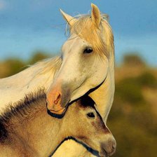 Схема вышивки «№219620»