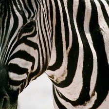 Схема вышивки «Зебра»