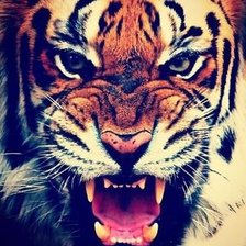 Схема вышивки «тигр»