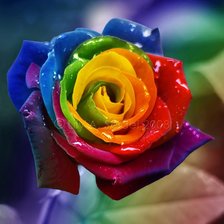 Схема вышивки «Радужная роза»