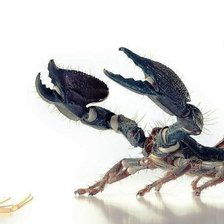 Схема вышивки «Скорпионы»