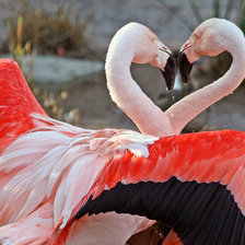 фламинго