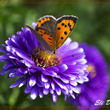 Схема вышивки «Бабочка»