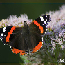 Схема вышивки «Бабочка»