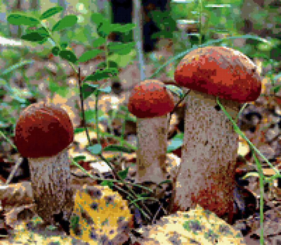 красноголовики - предпросмотр