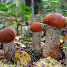 Схема вышивки «красноголовики»