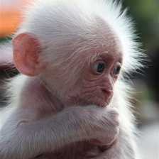 Схема вышивки «Обезяночка»