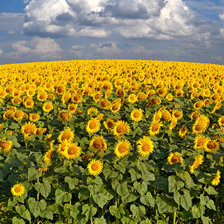 Схема вышивки «подсолнухи»