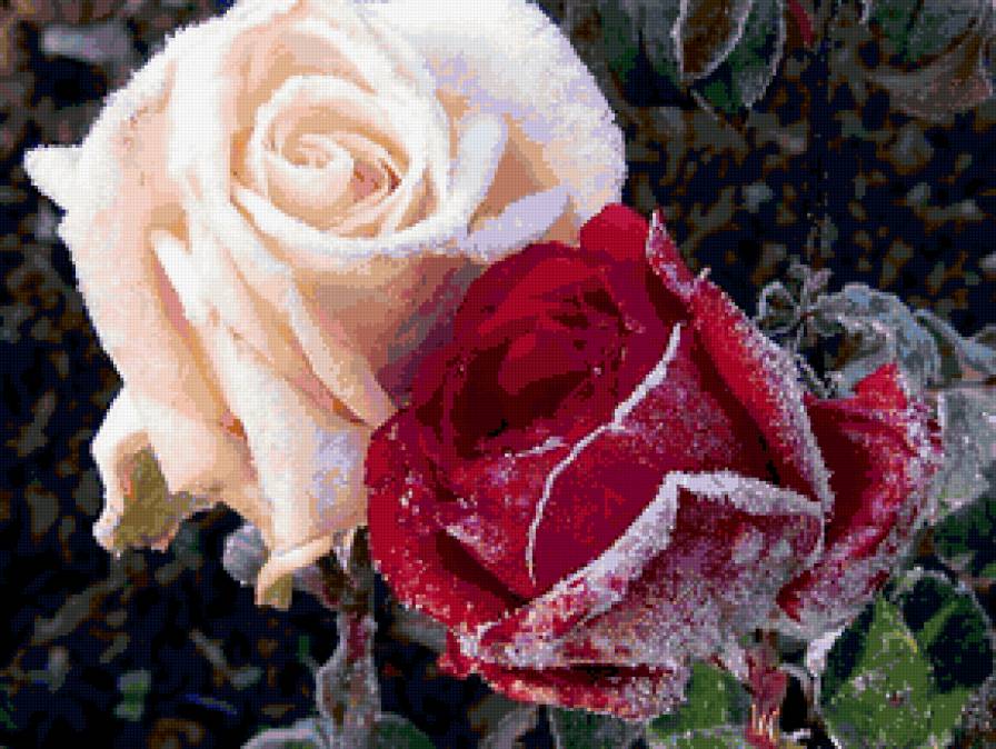 ЗАСТЫВШИЙ ПОЦЕЛУЙ ЗИМЫ - цветок, зима, роза, времена года, снег - предпросмотр