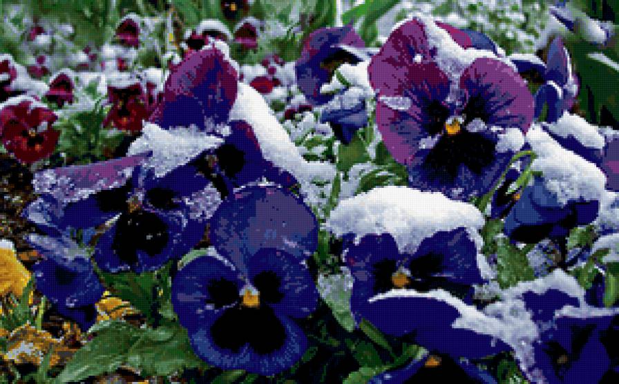 ЗАСТЫВШИЙ ПОЦЕЛУЙ ЗИМЫ - анютки, снег, времена года, цветок, зима - предпросмотр