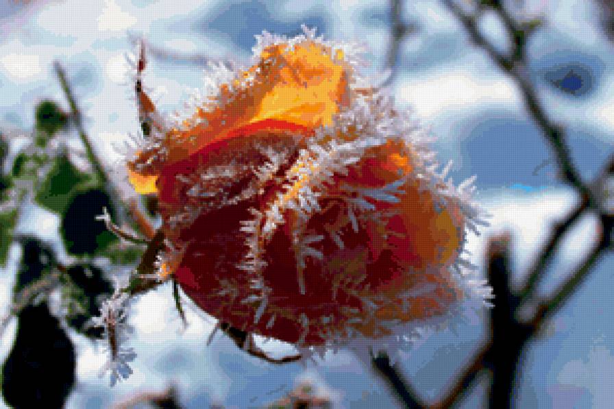 ЗАСТЫВШИЙ ПОЦЕЛУЙ ЗИМЫ - времена года, цветок, снег, роза, зима - предпросмотр