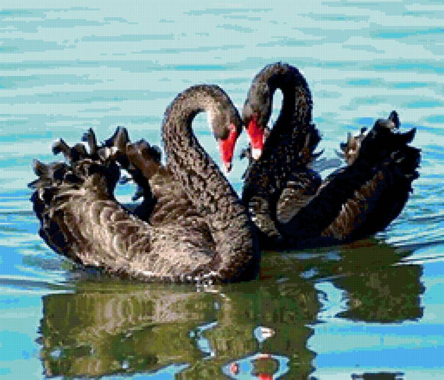 Любовь - лебеди, любовь, верность. - предпросмотр