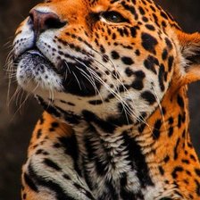 Схема вышивки «Леопард»