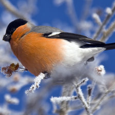 Схема вышивки «Снегирь»