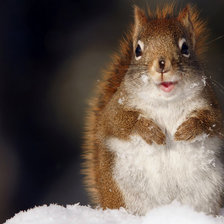 Схема вышивки «Белочка»