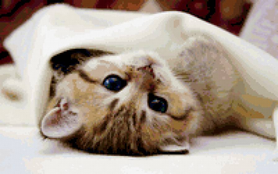 Котенок - кошки - предпросмотр