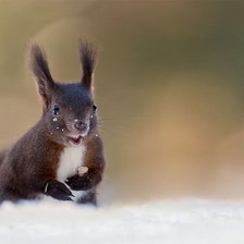 Схема вышивки «Белочка»