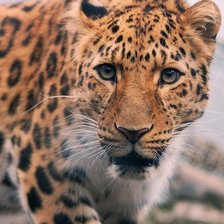 Схема вышивки «Леопард»