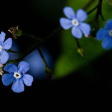 Схема вышивки «Синие цветочки»