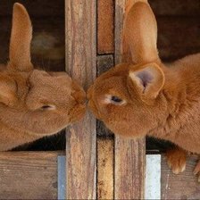 Схема вышивки «Зайцы»