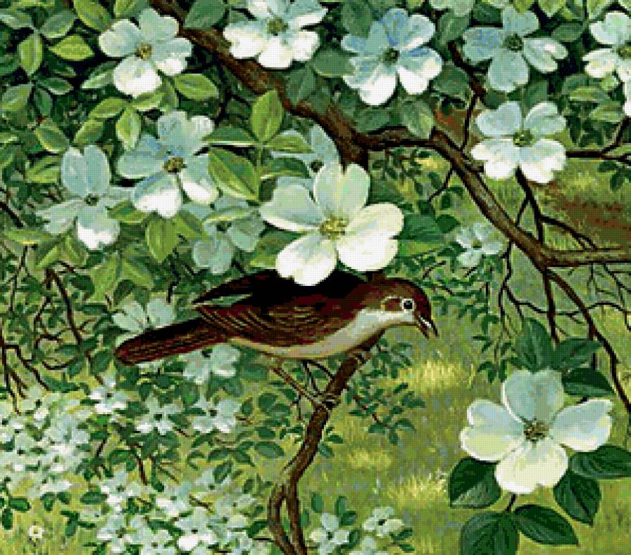 Весенние трели - трели, птичка, цветение, весна, песни - предпросмотр