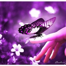 Схема вышивки «бабочка»