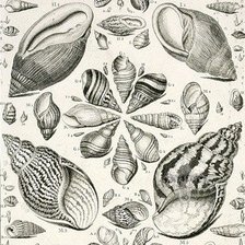 Схема вышивки «Ракушки»