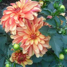 Схема вышивки «Георгины»